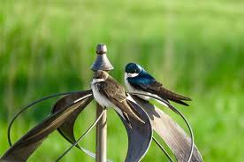 Birds Blooms Magazine Review 45 Best Spring Bird Photos Ever Birds And Blooms In 2020 Bird Photo Spring Birds Bird