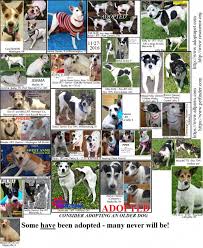If you need to surrender your pet, if you are able, please call us to arrange a time. First Friends Animal Rescue Inc Reviews And Ratings Wisc Dells Wi Donate Volunteer Review Greatnonprofits