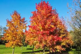 Die pflanze besticht in der dritten jahreszeit mit wunderschönen rottönen, die in so manchem garten seines gleichen suchen. Amberbaum Seesternbaum Baumkunde Steckbrief Details Baumlexikon Com