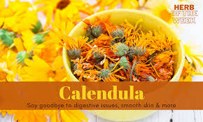 Calendula will continue to bloom all season if you deadhead your plants. Herb Of The Week Calendula
