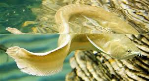 We did not find results for: Ikan Sakti Mampu Bertahan Hidup Dari Gigitan Piranha Okezone Techno