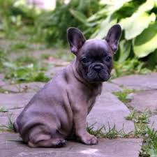 A sable frenchie usually looks like a fawn frenchie with darker black hairs covering throughout the coat. What Colors And Patterns Do Frenchies Come In What The Frenchie
