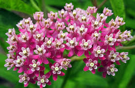 Image result for Asclepias grandirandii