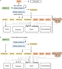 Maybe you would like to learn more about one of these? Frontiers Current Models For Transcriptional Regulation Of Secondary Cell Wall Biosynthesis In Grasses Plant Science