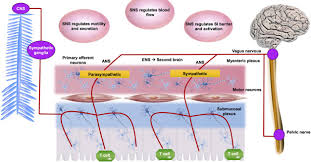 Image result for Sympathetic Nervous System