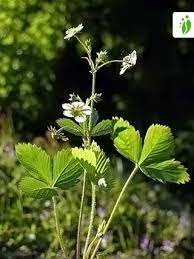 I grow hydroponically everything from tomatoes to lettuce in perlite with nutrients can you grow strawberry's in perlite. Wild Strawberry Fragaria Vesca Flowers Naturegate