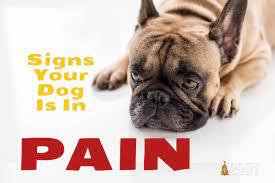 It is a common cancer in people and dogs, which does not make it any less terrifying for dog owners receiving a canine lymphoma diagnosis. How To Know If Dog Is In Pain Signs That Your Pup Is Hurting More Than You Realize