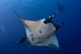 Image result for Maerua andradae