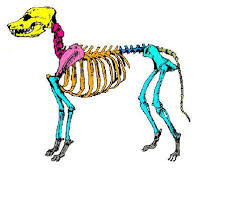 Types of bones learn skeleton. Skeleton Worksheet Wikieducator
