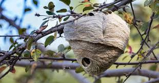How To Get Rid Of Wasp Nests And Prevent Wasps | Pest Defence