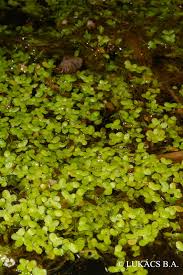 Image result for Lemna aequinoctialis