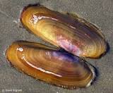 Image result for Pacific Razor Clam