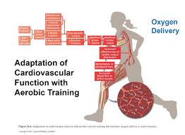 Adaptations To Aerobic Training Diagram Quizlet