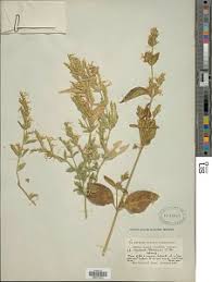 Image result for Hypoestes forskaolii