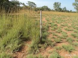 Image result for Andropogon canaliculatus