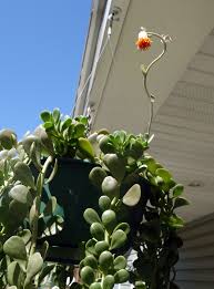 Water when the top 1 to 2 inches of soil are dry. Senecio Jacobensii Trailing Jade Plant And Flower Album On Imgur