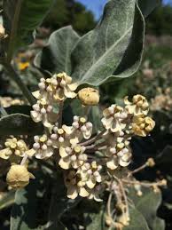 Image result for Acacia eriocarpa