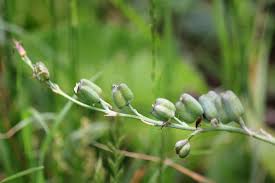 Image result for Dipcadi viride