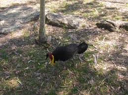 How to deter brush turkeys from garden. A Cheeky Australian Brush Turkey Trevor S Birding