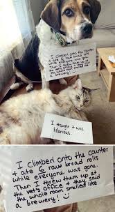 40 Hilarious Pets That Got Shamed Publicly For Being Naughty Animal Shaming Pets Dog Shaming