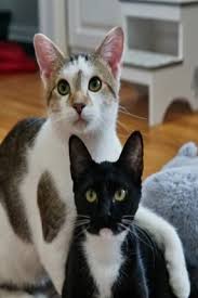 An oregon family got quite the surprise when one of their farm cats gave birth to a litter of six kittens, including a kitten with two faces they've named biscuits and gravy. Rescued Cat Dad Stays By Mom S Side As Their Kittens Are Born Right Before Valentine S Day Rescued Stays Born Right Cat Cats Cats Kittens Cat Facts