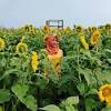 Bunga matahari (helianthus annuus l.) merupakan salah satu jenis bunga yang banyak diketahui oleh banyak orang. Https Encrypted Tbn0 Gstatic Com Images Q Tbn And9gctk57ls9tlauovuxotqambshxjxumram5kgktkongxu 643lp6c Usqp Cau