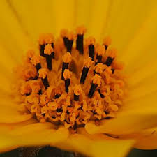 Image result for Aspilia mendoncae