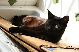 Dogs, cats, and birds are probably most known for having distinct personalities. Black The One Eyed Cat Love Meow