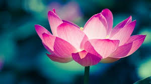 Close Up Pictures Of Lotus Flowers In 4k 3840x2160 Pixels For Wallpaper Hd Wallpapers Wallpapers Download High Resolution Wallpapers Lotus Flower Wallpaper Lotus Flower Meaning Flower Meanings