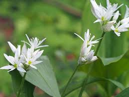 L Ail Des Ours Comestible Du Bulbe Aux Fleurs 1 Ail Des Ours Plantes Sauvages Comestibles Fleurs Comestibles