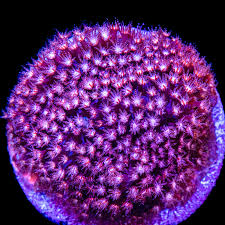 Image result for Microcoelia corallina