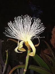 Image result for Pseudobombax