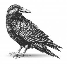 Black And White Raven Drawing Raven Zeichnung Crows Drawing Raven Images Crow Images