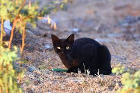 The rspcb have stated that there is not direct relationship between the decline in bird species and cats. Fade To Black When Big Cats Hide Roundglass Sustain