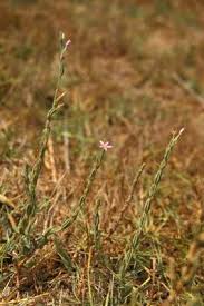 Image result for Crypsis schoenoides