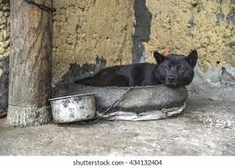 Therapy dogs or emotional support dogs do not qualify as a service dog. Suchen Sie Nach Black Dog Hmong Sleep House Vietnam Stockbildern In Hd Und Millionen Weiteren Lizenzfreien Stockfotos Illustrationen Und Vektorgrafiken In Der Shutterstock Kollektion Jeden Tag Werden Tausende Neue Hochwertige Bilder Hinzugefugt