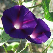Black Kniolas Morning Glory Seeds Ipomoea Purpurea Morning Glory Seeds Morning Glory Flowers Flowering Vines