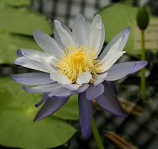 Il punto di forza della sua azienda agricola eta beta, è proprio la produzione di piante acquatiche, tra cui ninfee, iris, acquatici e palustri, insieme alla collezione di fiori di loto e a tantissime altre piante, non solo di alto valore estetico, ma anche funzionali per l'ambiente naturale che le ospita; Nymphaea Wikipedia