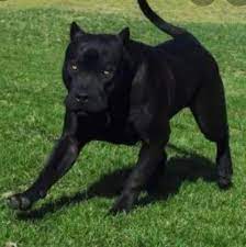 Check spelling or type a new query. Pitbull Kleinanzeigen Pitbull Anzeigenmarkt Pitbull Marktplatz Pitbull Annoncen Pitbull Inserate