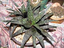 Image result for Ledebouria revoluta