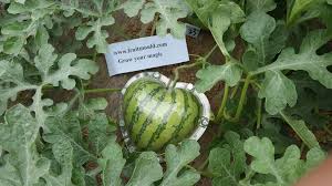 Maybe you would like to learn more about one of these? The Heart Shape Watermelon Mold Is Fully Filled By Watermelon Square Watermelon Fruit Watermelon