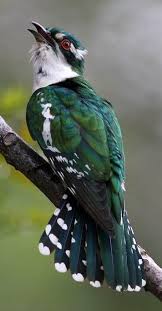 Bird Bird Photography Bird Photo Nature Bird Nature Photo Good Bird Pet Parrot Flying Bird Animal Colorful Bir In 2020 Beautiful Birds Funny Birds Nature Birds