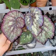 Image result for Begonia