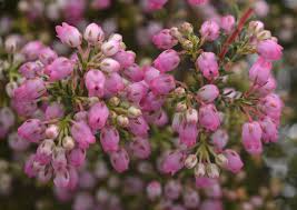 Check spelling or type a new query. Indigenous Plants For Your Summer Garden Lifestyle Home Garden