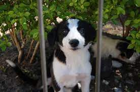 Litter Of 4 Border Collie Puppies For Sale In Orlando Fl Adn 25761 On Puppyfinder Com Gender Female A Border Collie Puppies Collie Puppies For Sale Puppies