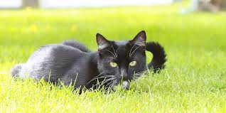 Cardiomyopathy Heart Disease In Cats International Cat Care