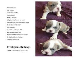 Female english bulldog, a puppy 4 me denis moore denis moore los angeles ca 90009 los angeles, ca ca 90009 phone: Pennysaver English Bulldog Puppies In Los Angeles California Usa