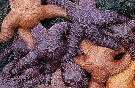 There are 5821 purple starfish for sale on etsy, and they cost $14.41 on average. Threatened Purple Starfish Now Doing Swimmingly Thanks To Population Surge Huffpost