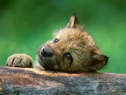 Image result for wolf cub