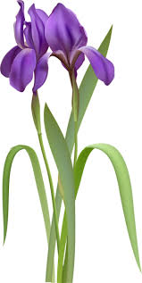 Iris Spring Flower Png Clipart Iris Flowers Spring Flowers Iris Flower Tattoo